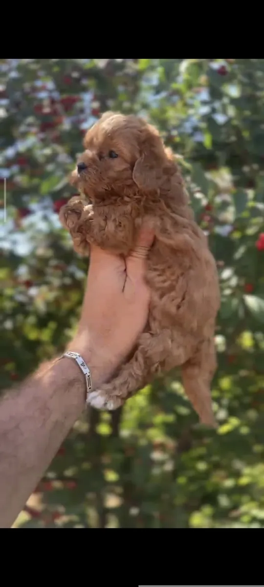 Maltipoo mini macho original