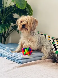Milo