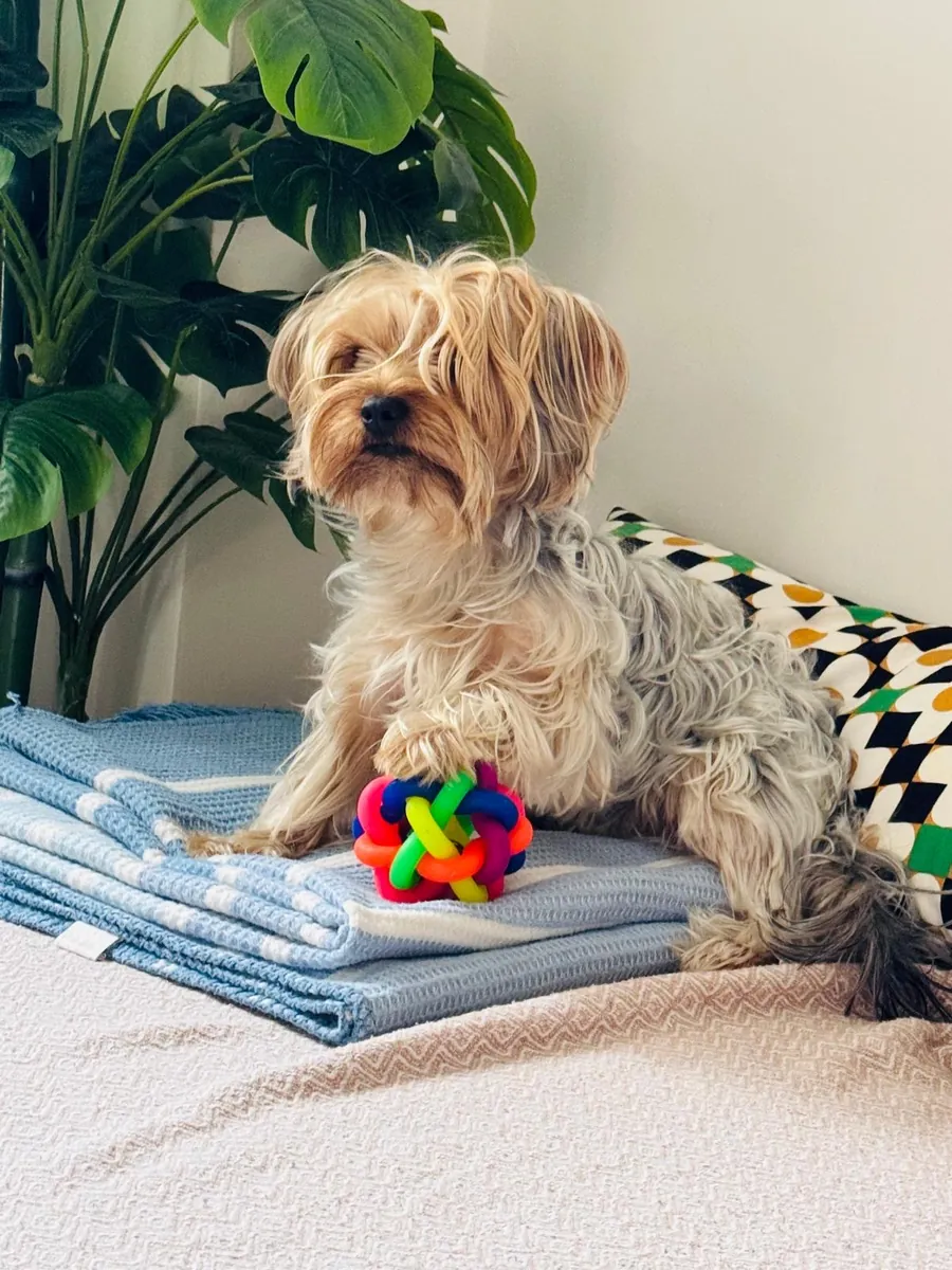 Çifleştirmek için dişi arıyoruz 