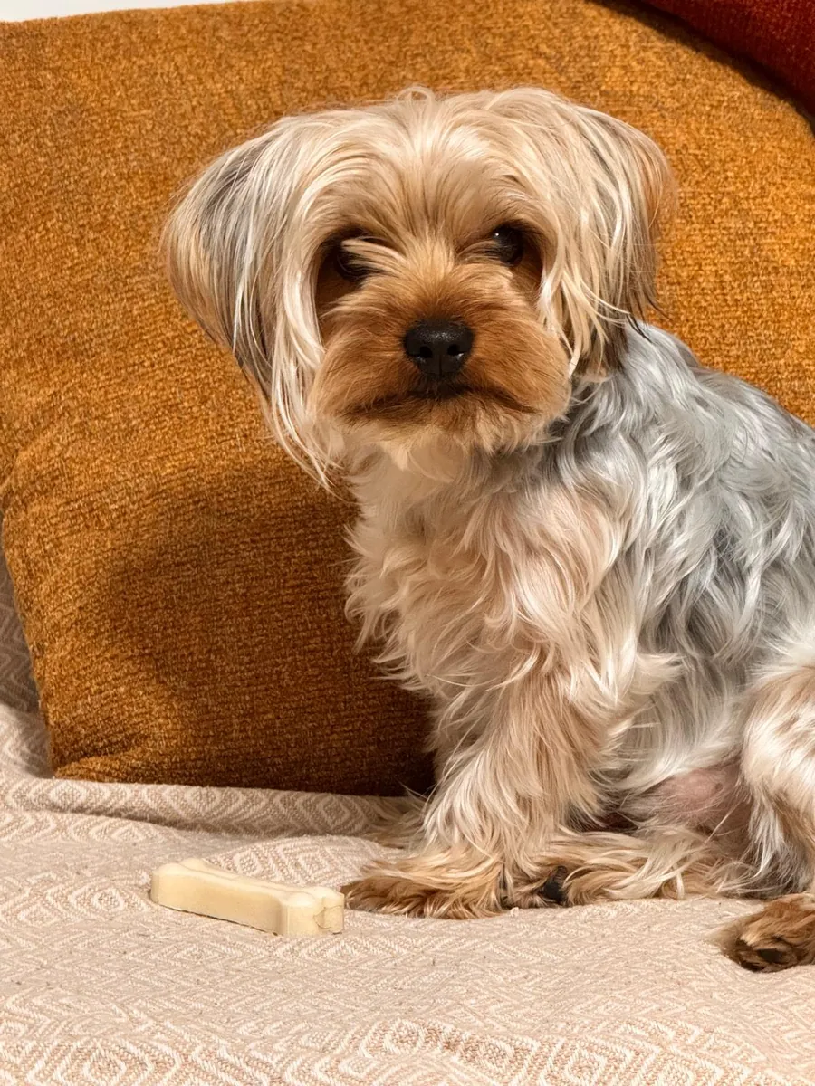 Çifleştirmek için dişi arıyoruz 