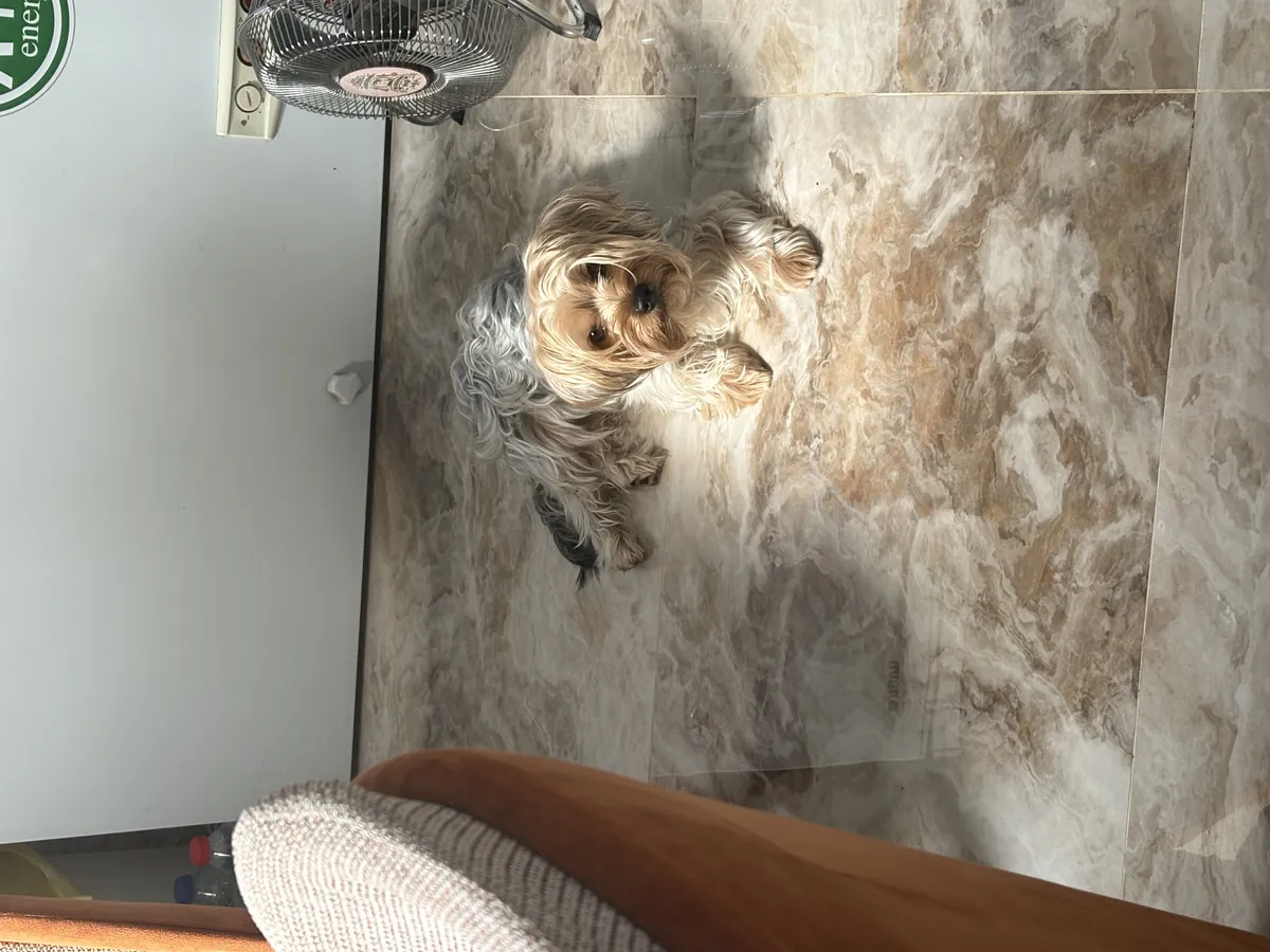 Çifleştirmek için dişi arıyoruz 