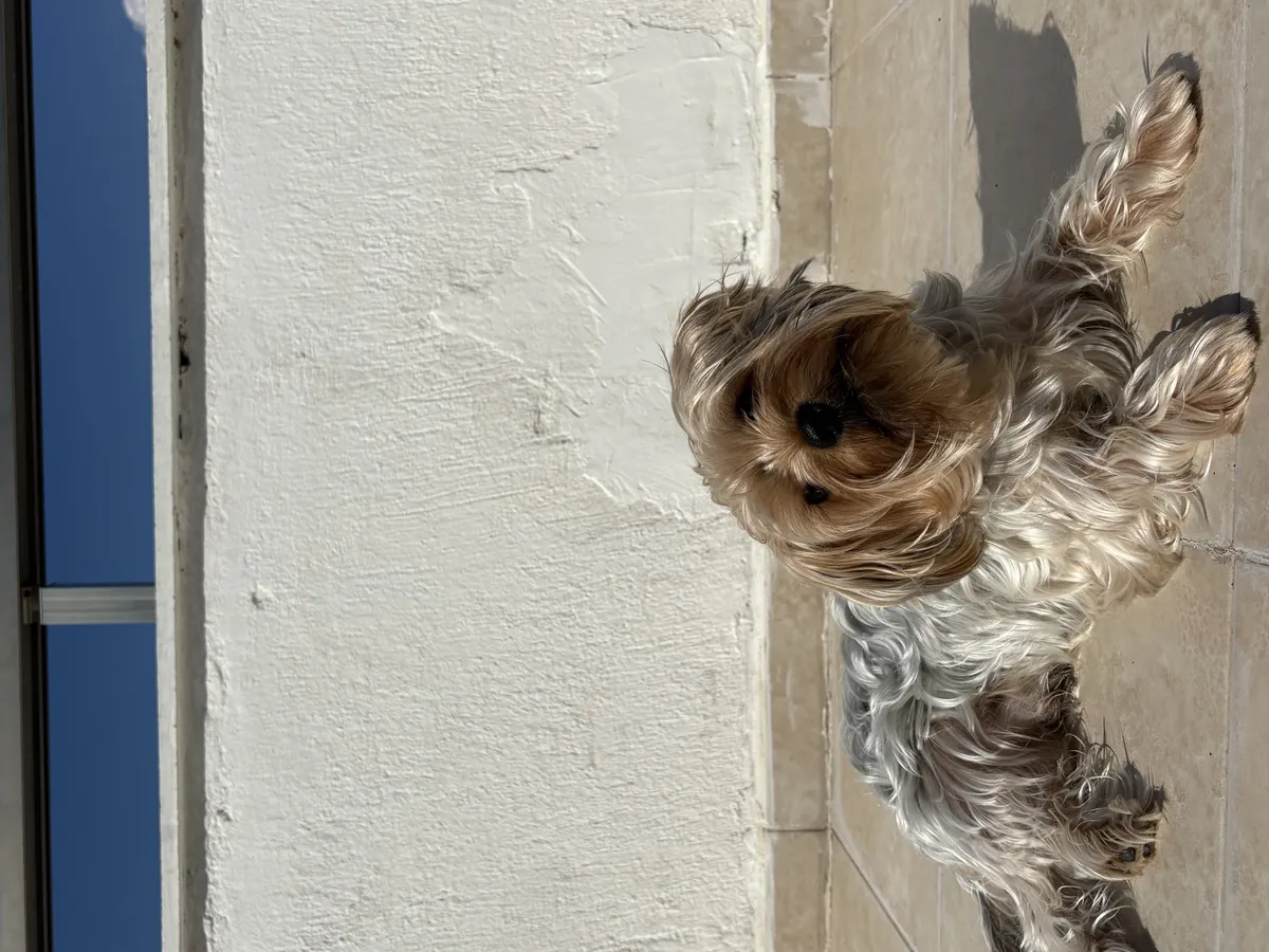 Çifleştirmek için dişi arıyoruz 