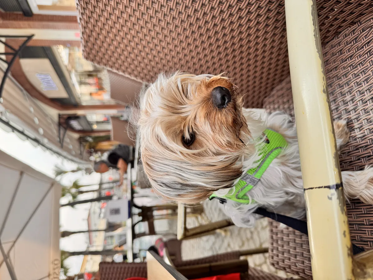 Çifleştirmek için dişi arıyoruz 