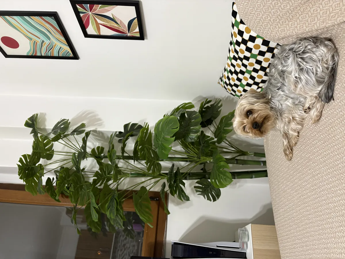 Çifleştirmek için dişi arıyoruz 