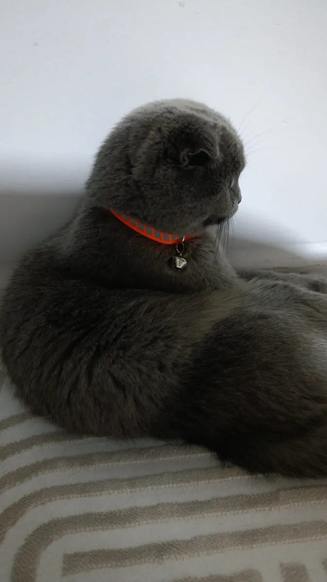 1 year old, fully vaccinated, female.