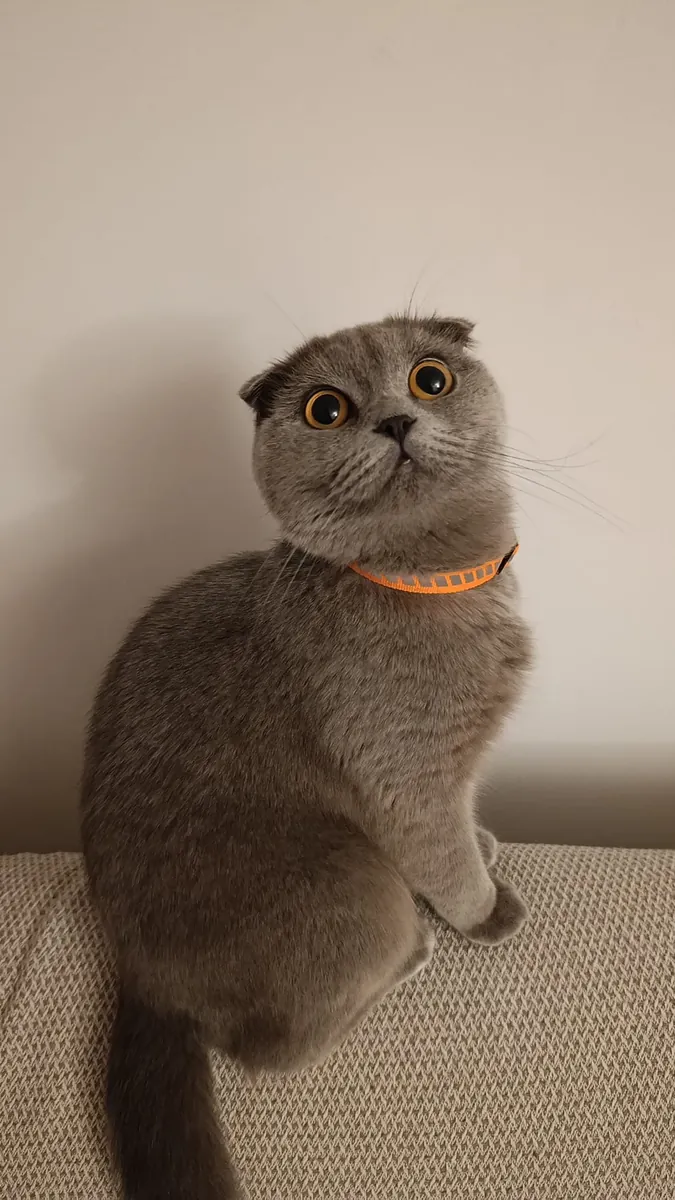 1 year old, fully vaccinated, female.