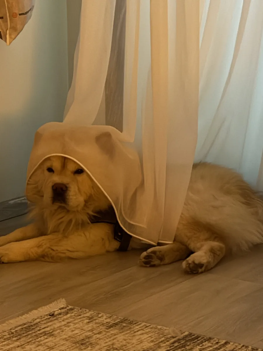 Chow chow 5 yaşında 