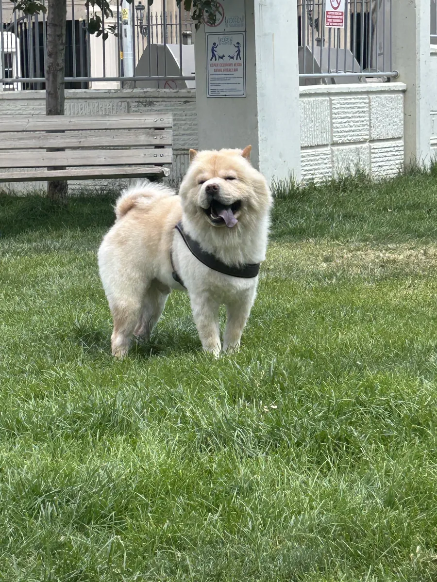 Chow chow 5 yaşında 