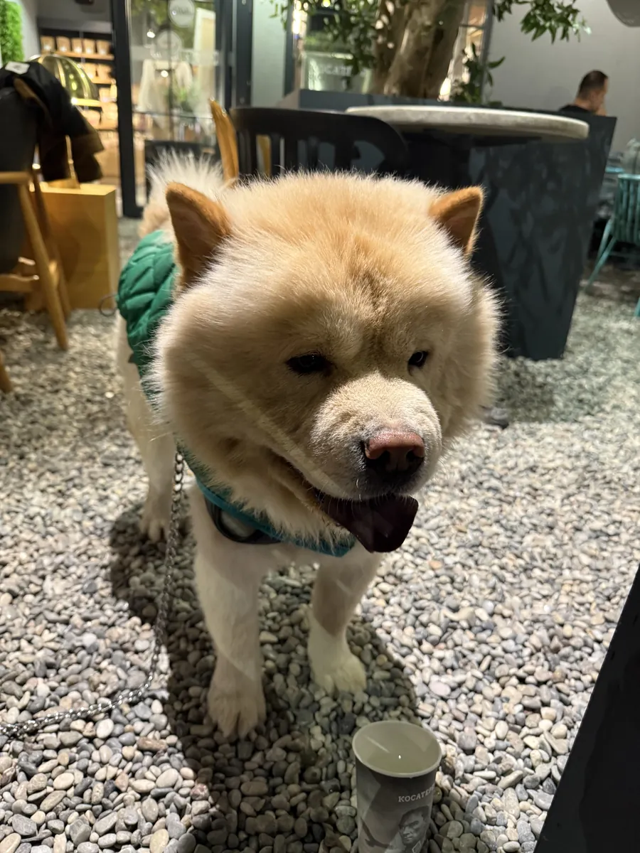 Chow chow 5 yaşında 