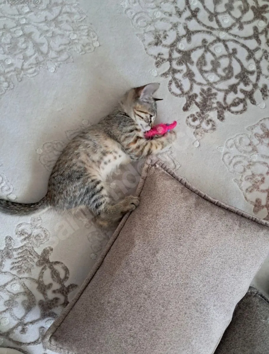 GATITO JUGUETONO Y LINDO - TOTALMENTE VACUNADO