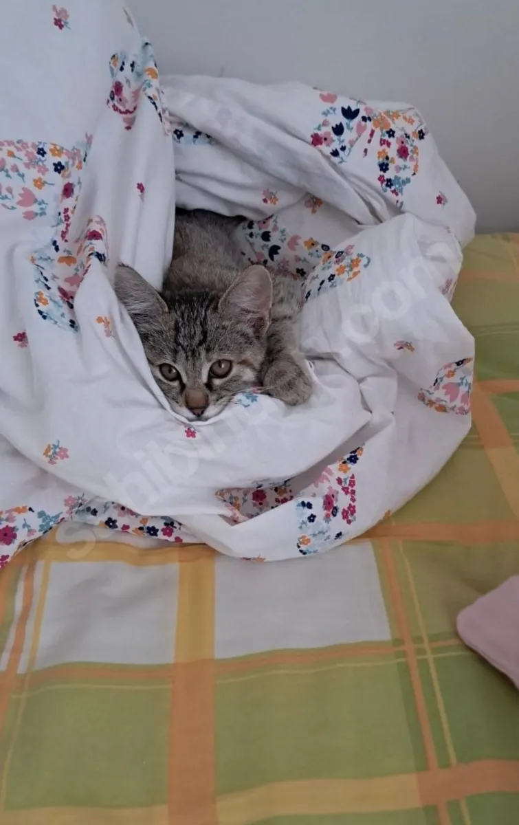 GATITO JUGUETONO Y LINDO - TOTALMENTE VACUNADO