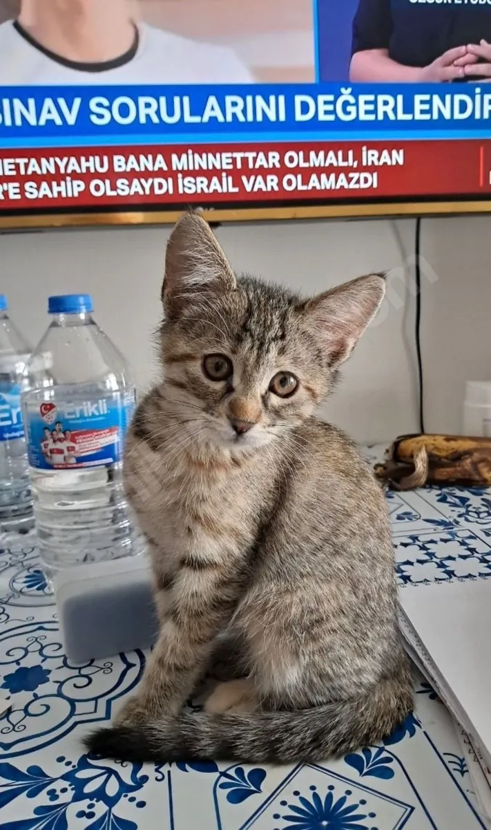 GATITO JUGUETONO Y LINDO - TOTALMENTE VACUNADO