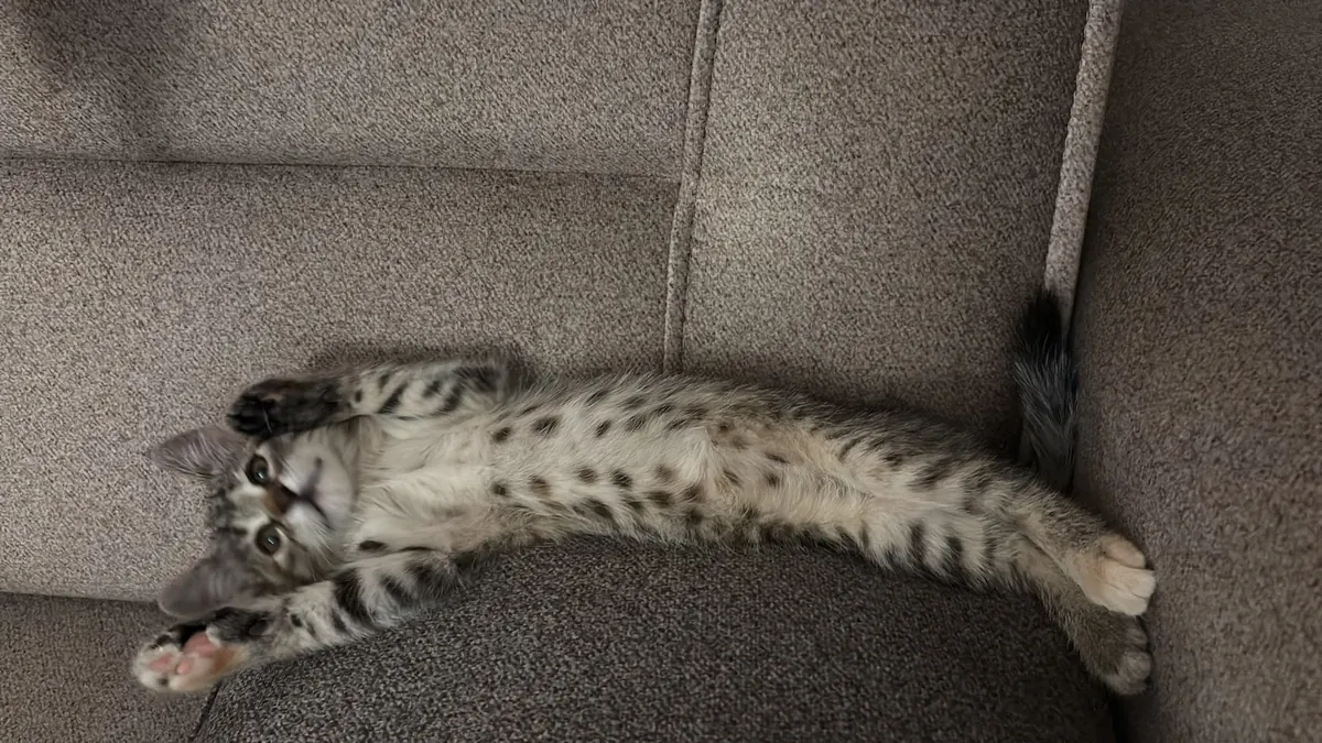 GATITO JUGUETONO Y LINDO - TOTALMENTE VACUNADO