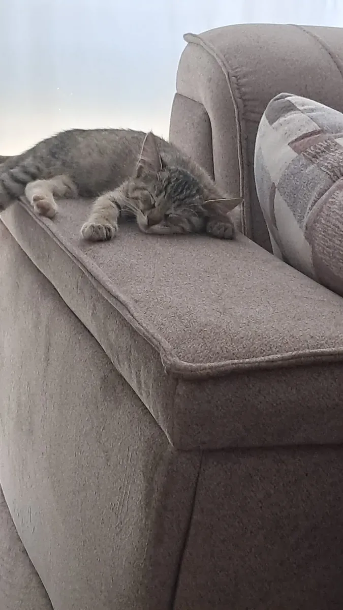 GATITO JUGUETONO Y LINDO - TOTALMENTE VACUNADO