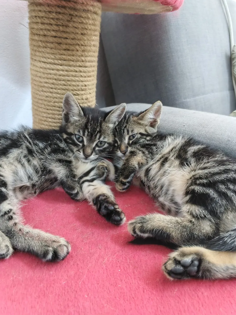 5 chatons, âgés de 2 mois.