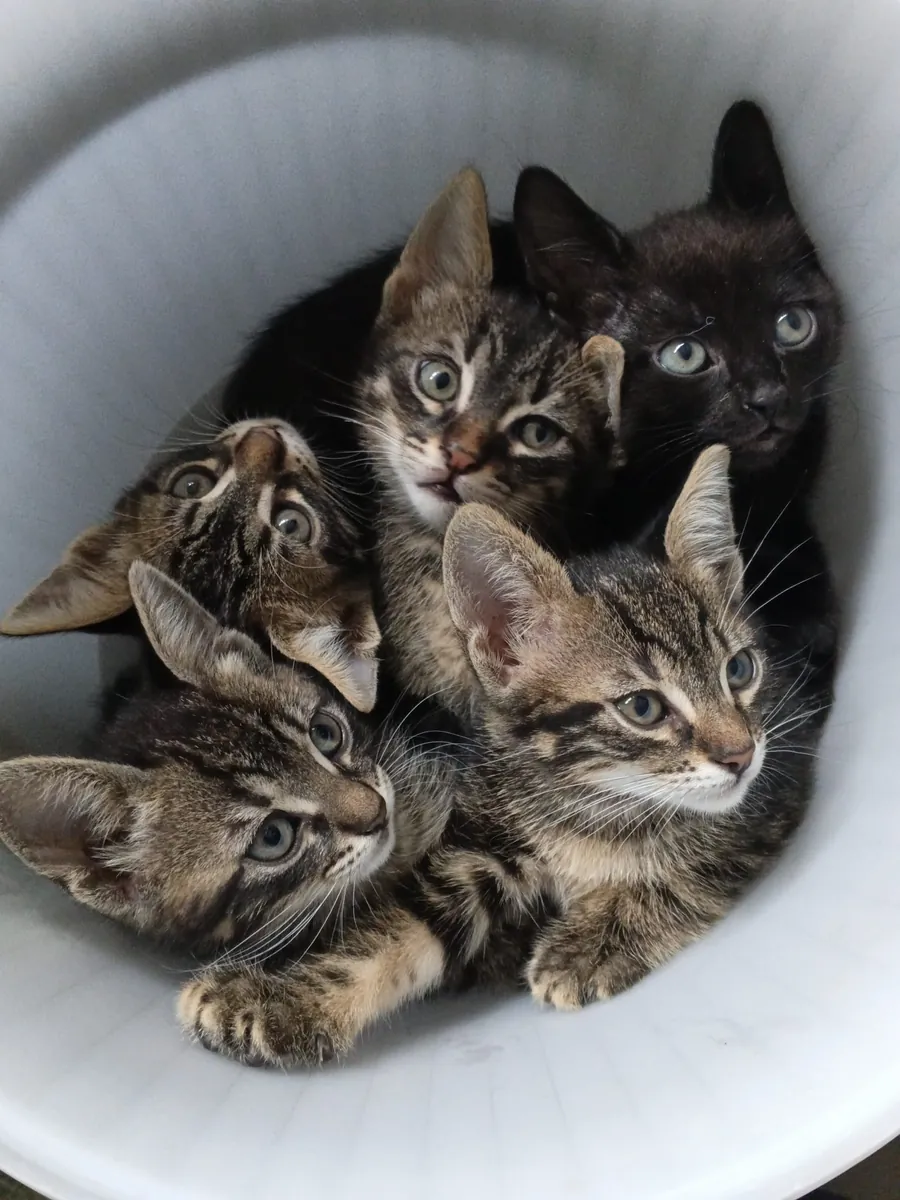 5 chatons, âgés de 2 mois.
