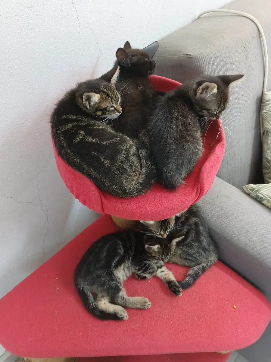 5 chatons, âgés de 2 mois.