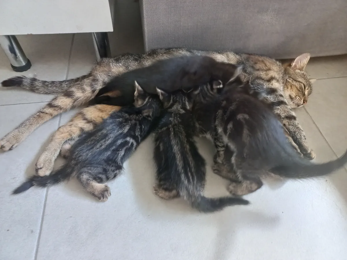 5 chatons, âgés de 2 mois.