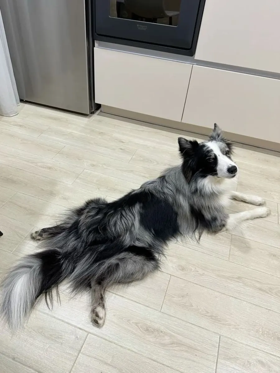 Border Collie à vendre | Intelligent et fidèle | Idéal pour les familles dynamiques