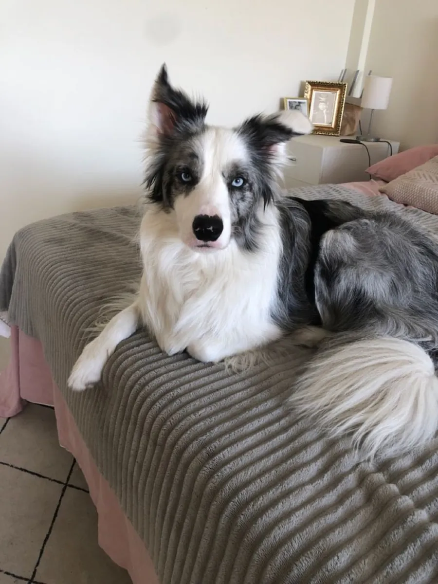 Border Collie à vendre | Intelligent et fidèle | Idéal pour les familles dynamiques