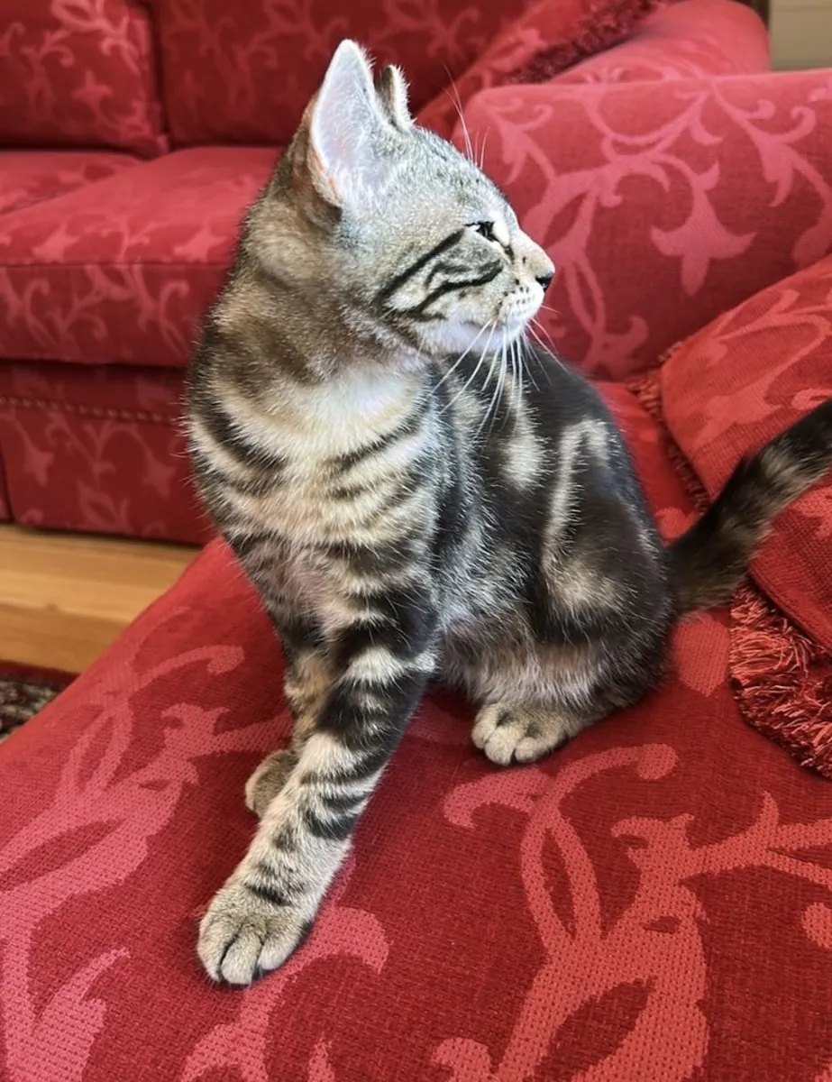 Sokoke sahiplendirme | Meraklı, zeki | Evine uyum sağlayacak