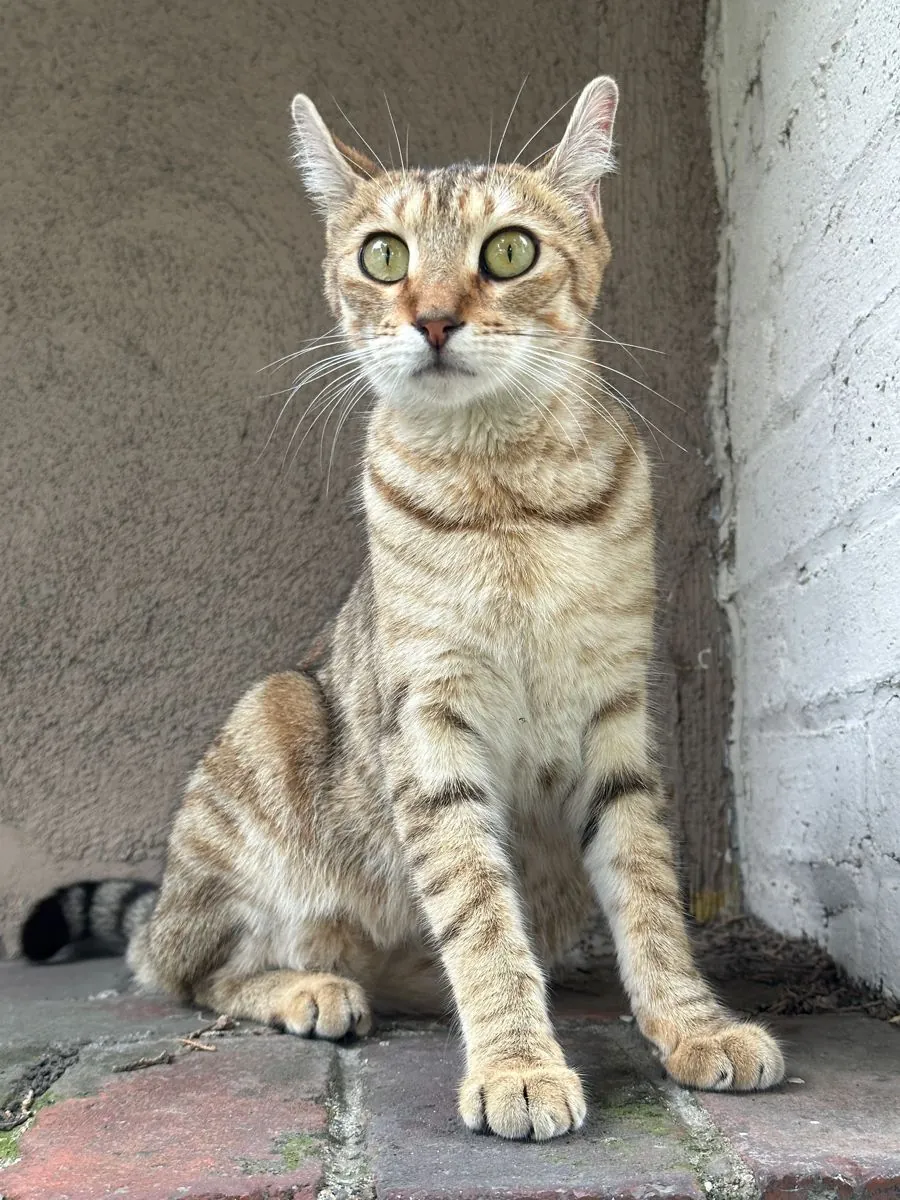 Sokoke sahiplendirme | Meraklı, zeki | Evine uyum sağlayacak