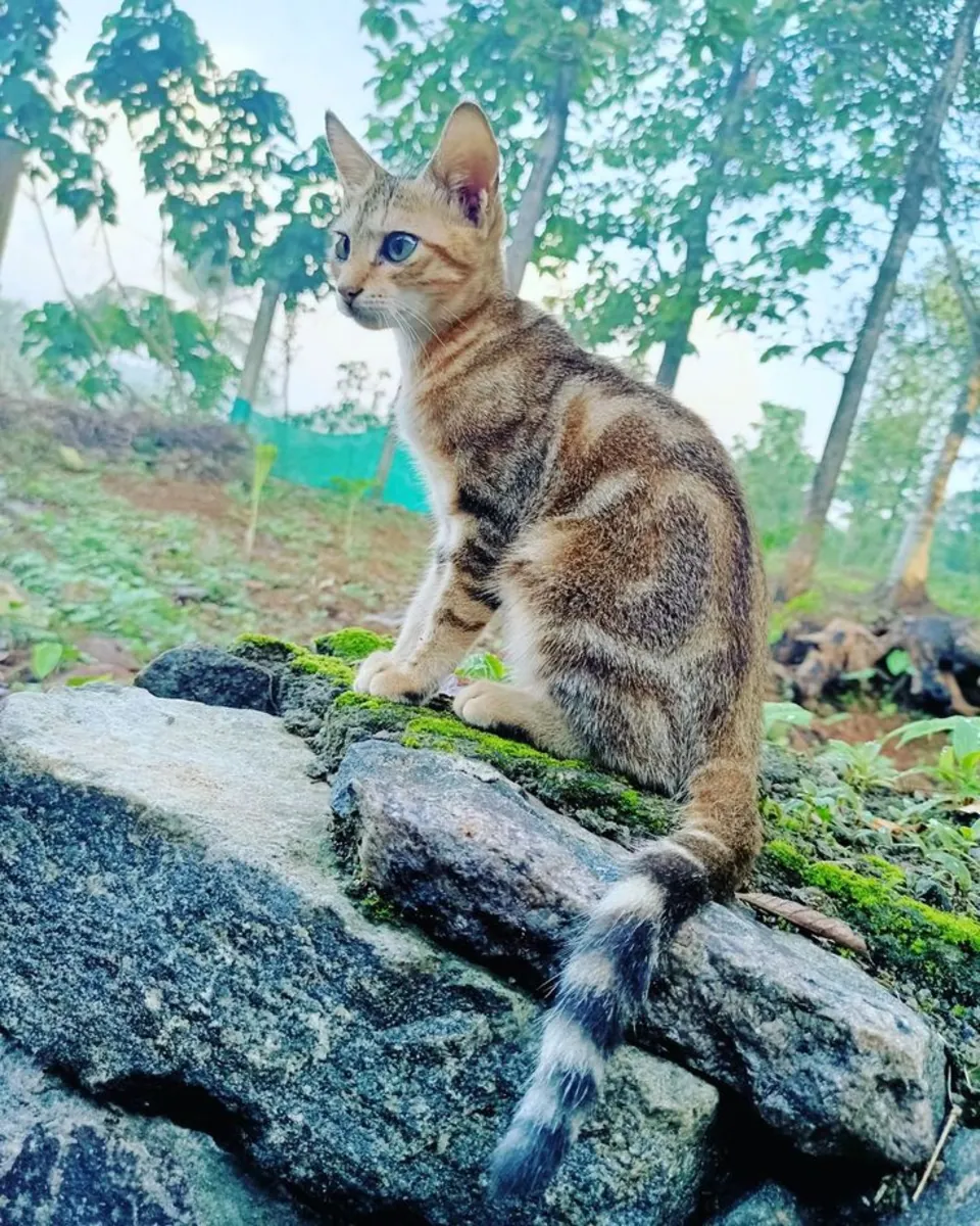 Sokoke sahiplendirme | Meraklı, zeki | Evine uyum sağlayacak