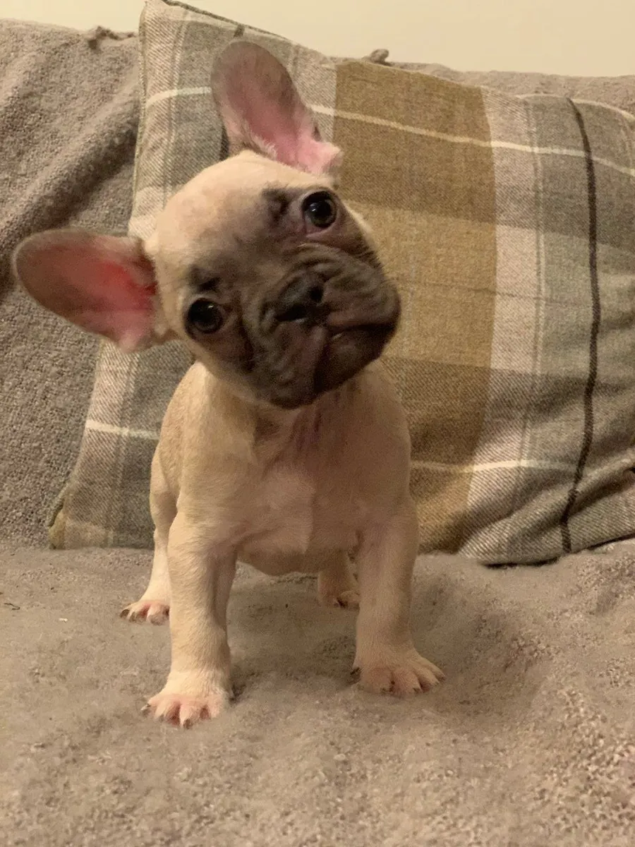 Beautiful French Bulldog  puppies available