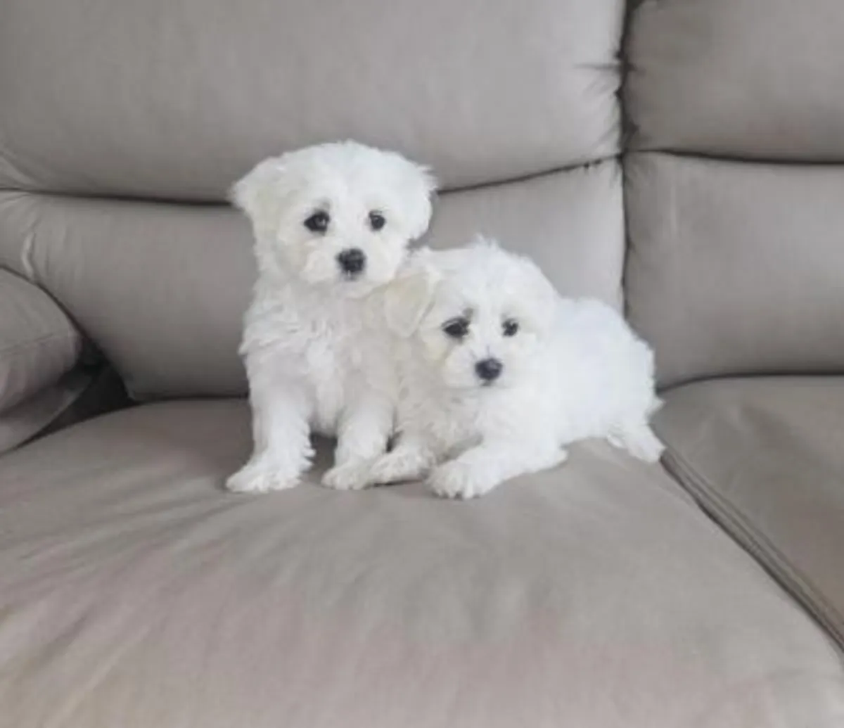 CACHORROS MALTÉS MACHOS Y HEMBRAS