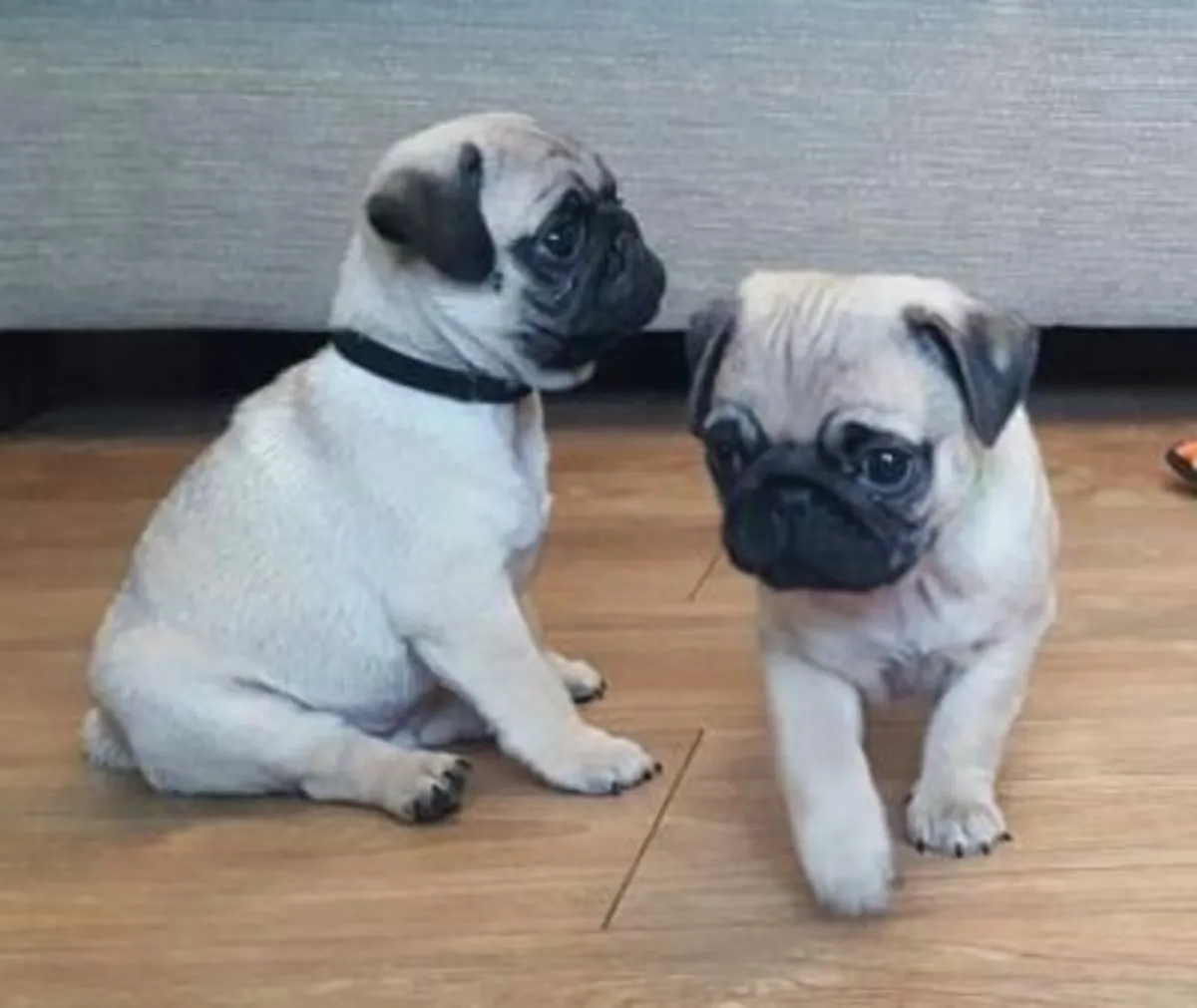 Chiots carlins fauve de pure race