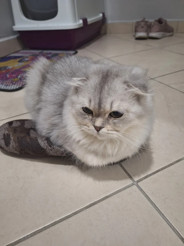 Pamuk