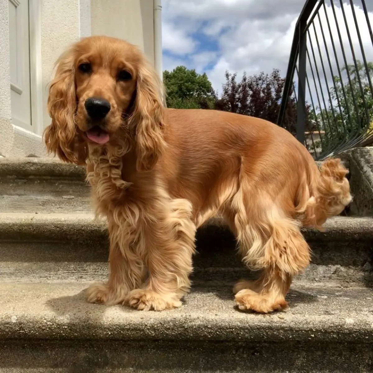 Cocker Spaniel for Sale | Gentle, Home Raised | Perfect Family Companion