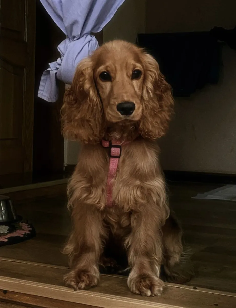 Cocker Spaniel for Sale | Gentle, Home Raised | Perfect Family Companion
