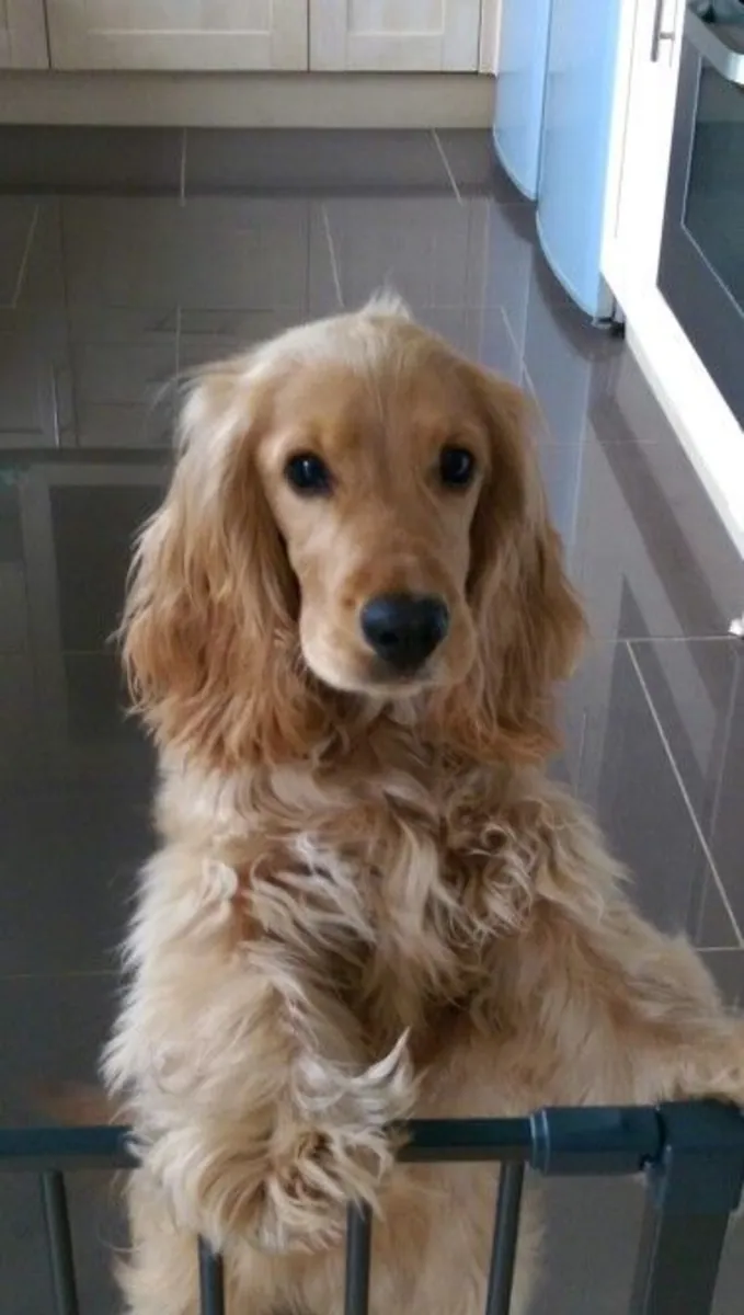 Cocker Spaniel for Sale | Gentle, Home Raised | Perfect Family Companion