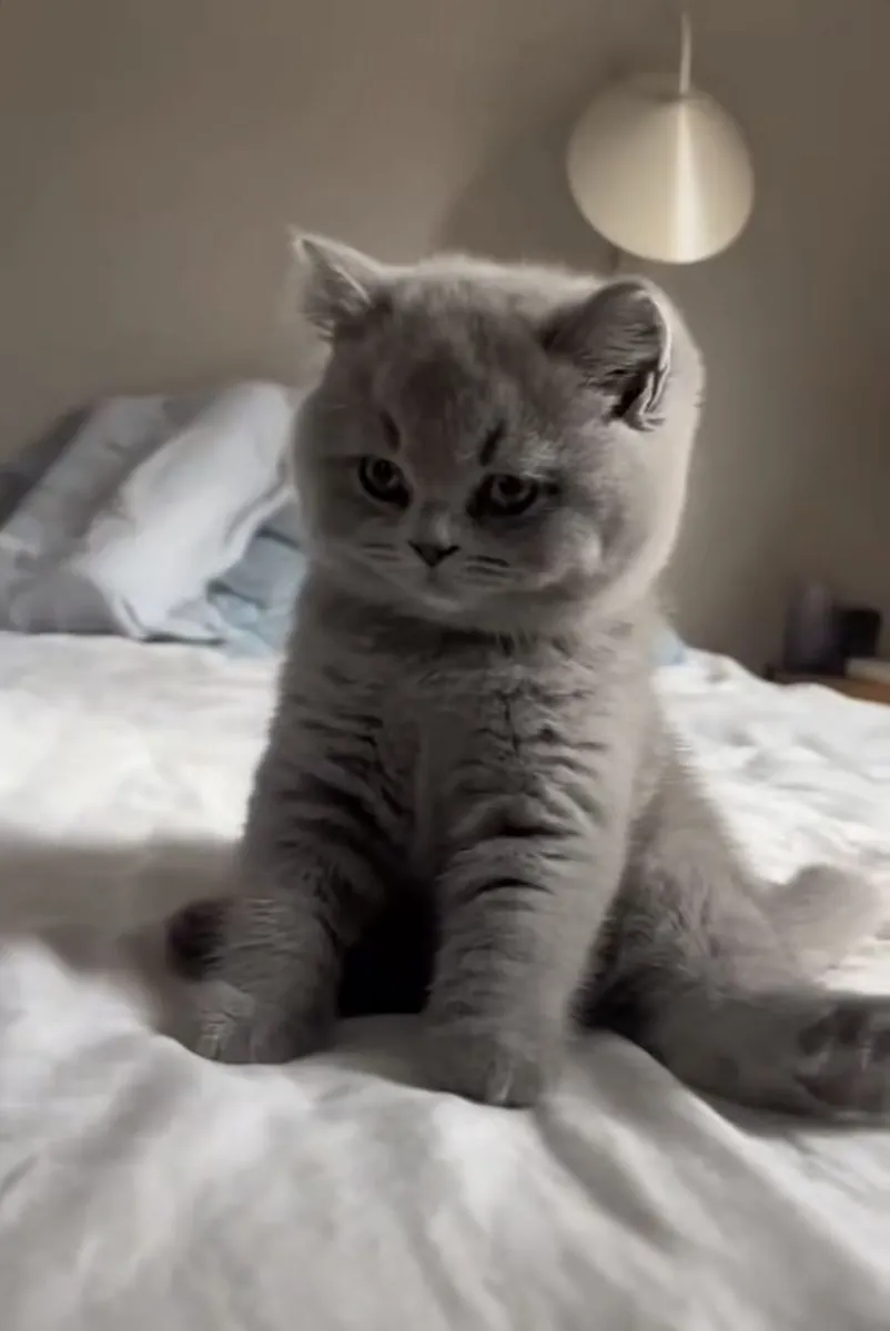 British Shorthair for Adoption | Calm, Affectionate | Ideal for a Quiet Home