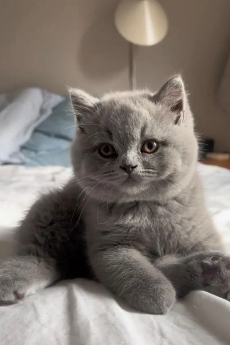 British Shorthair for Adoption | Calm, Affectionate | Ideal for a Quiet Home