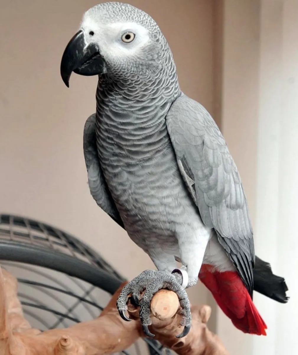 African Grey Parrot for Sale | Intelligent, Home Raised | Experienced Owner Preferred