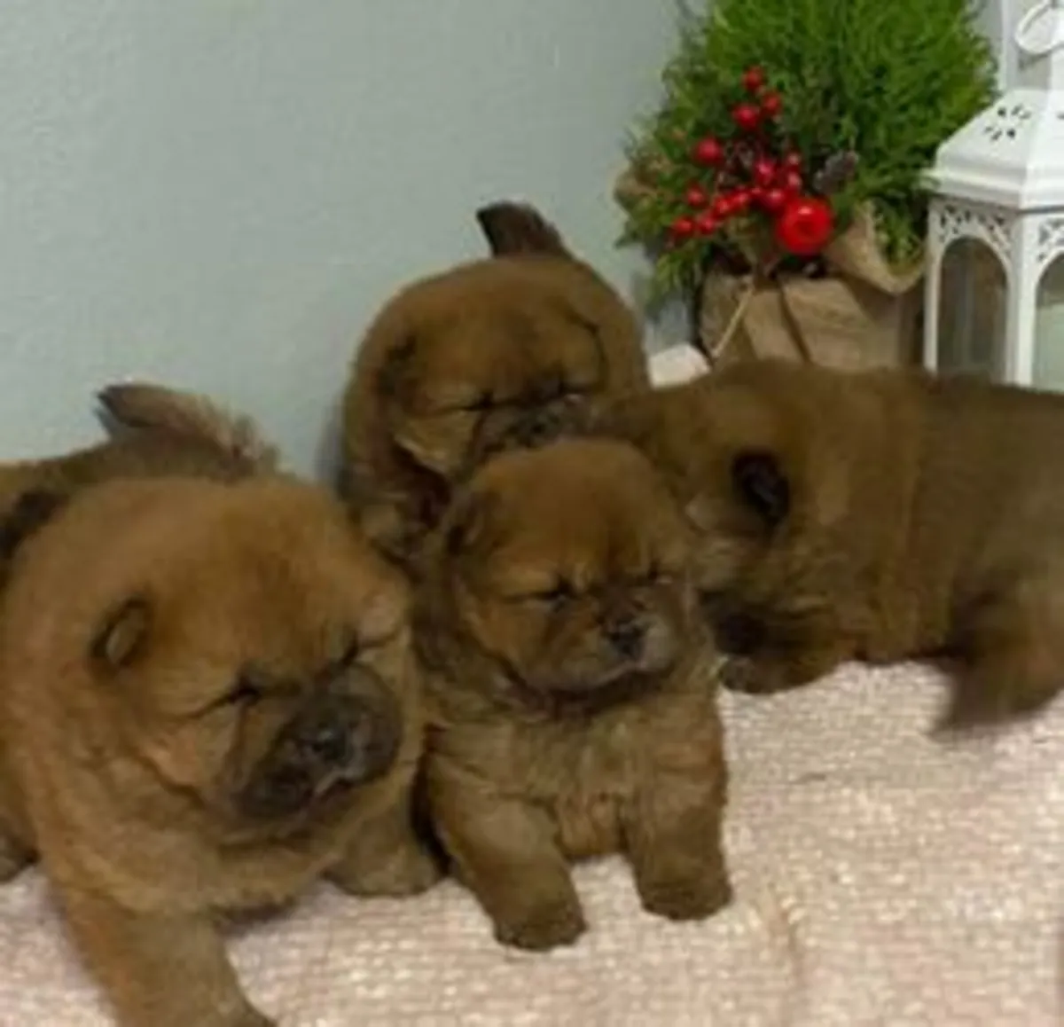 Beautiful Chow chow puppies for Adoption