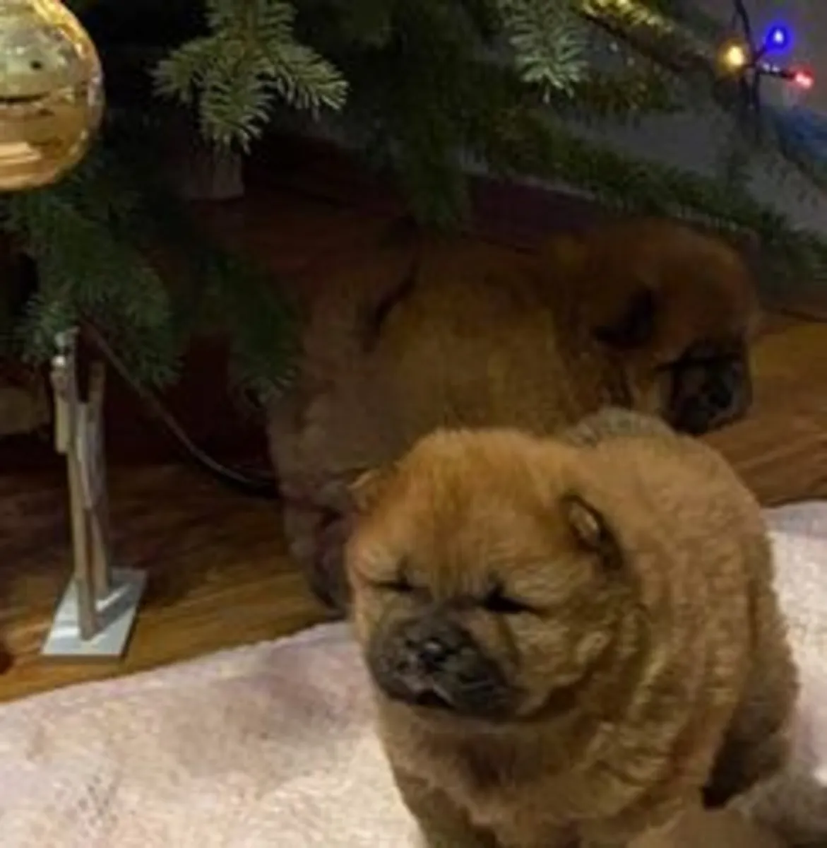 Beautiful Chow chow puppies for Adoption