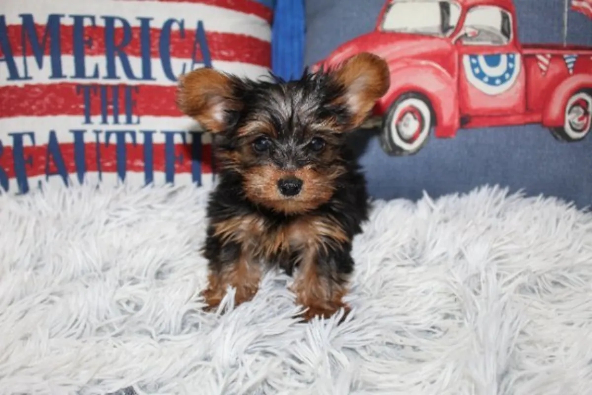 Teacup Yorkie Puppies Available