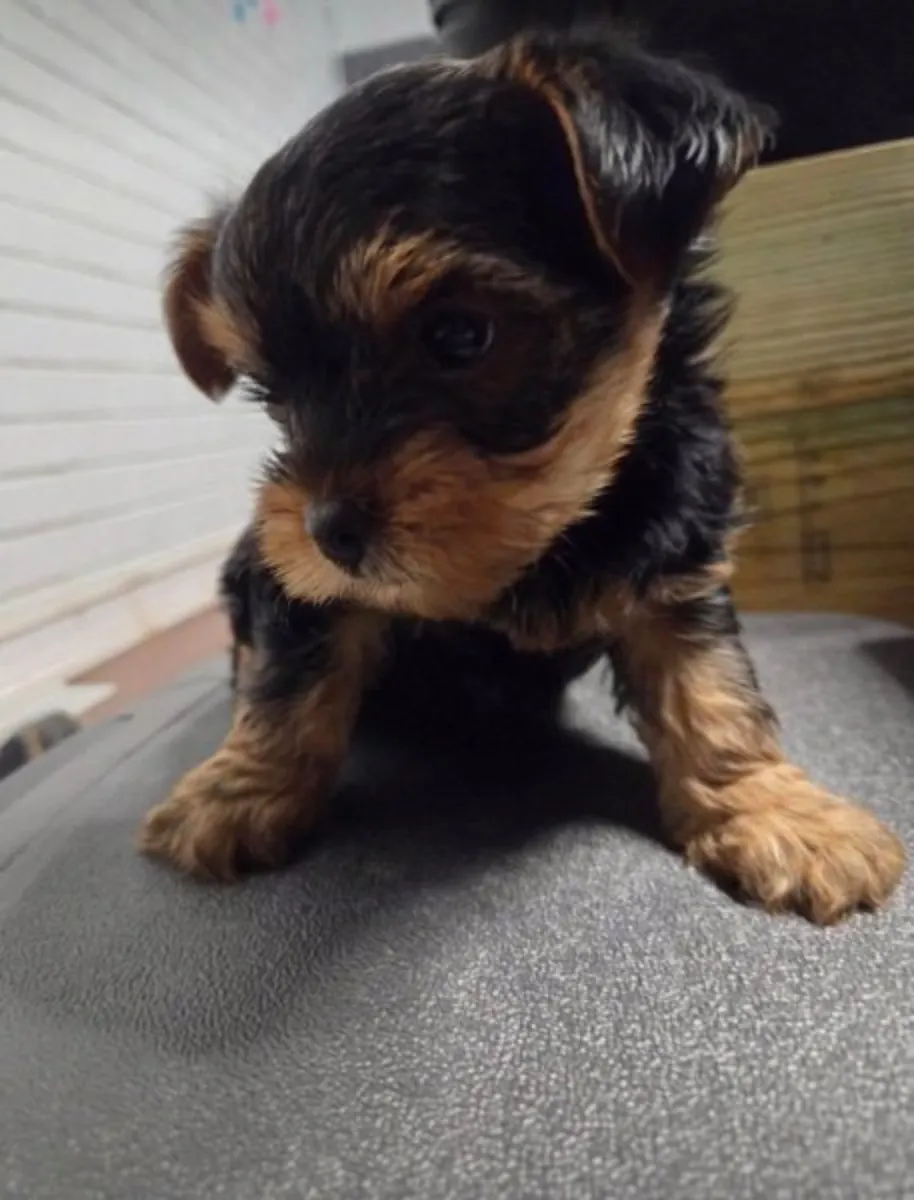 Teacup Yorkie Puppies Available