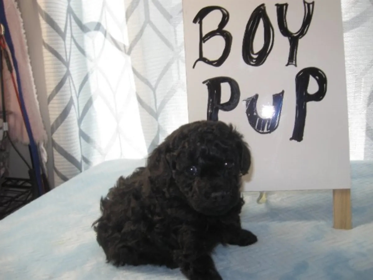 Chiots caniches nains