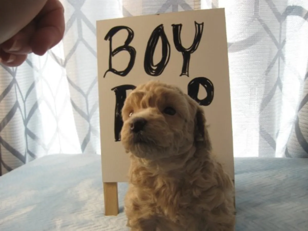 Chiots caniches nains