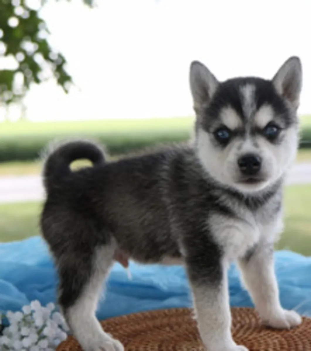 Perros Alaskan Klee Kai registrados en el AKC