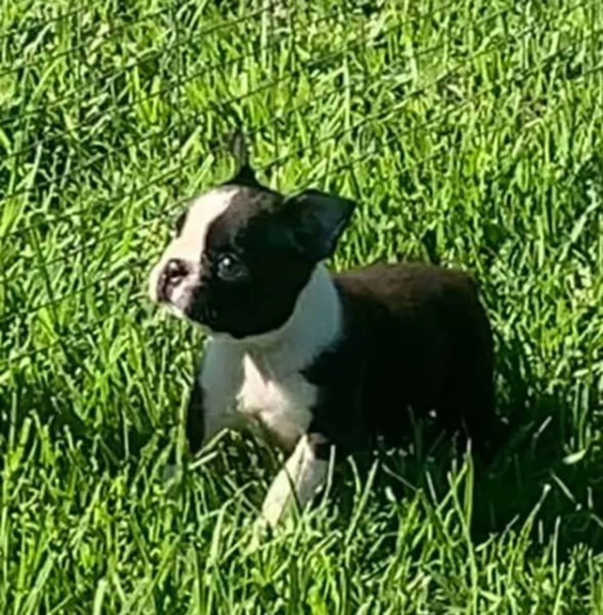 Chiots Boston Terrier
