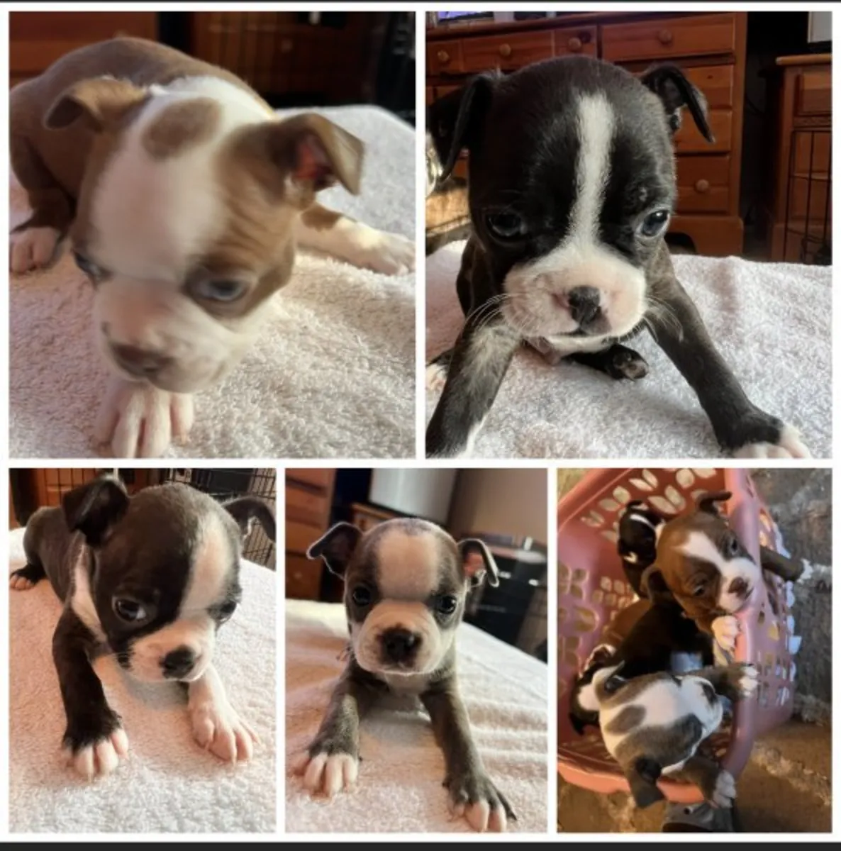 Chiots Boston Terrier