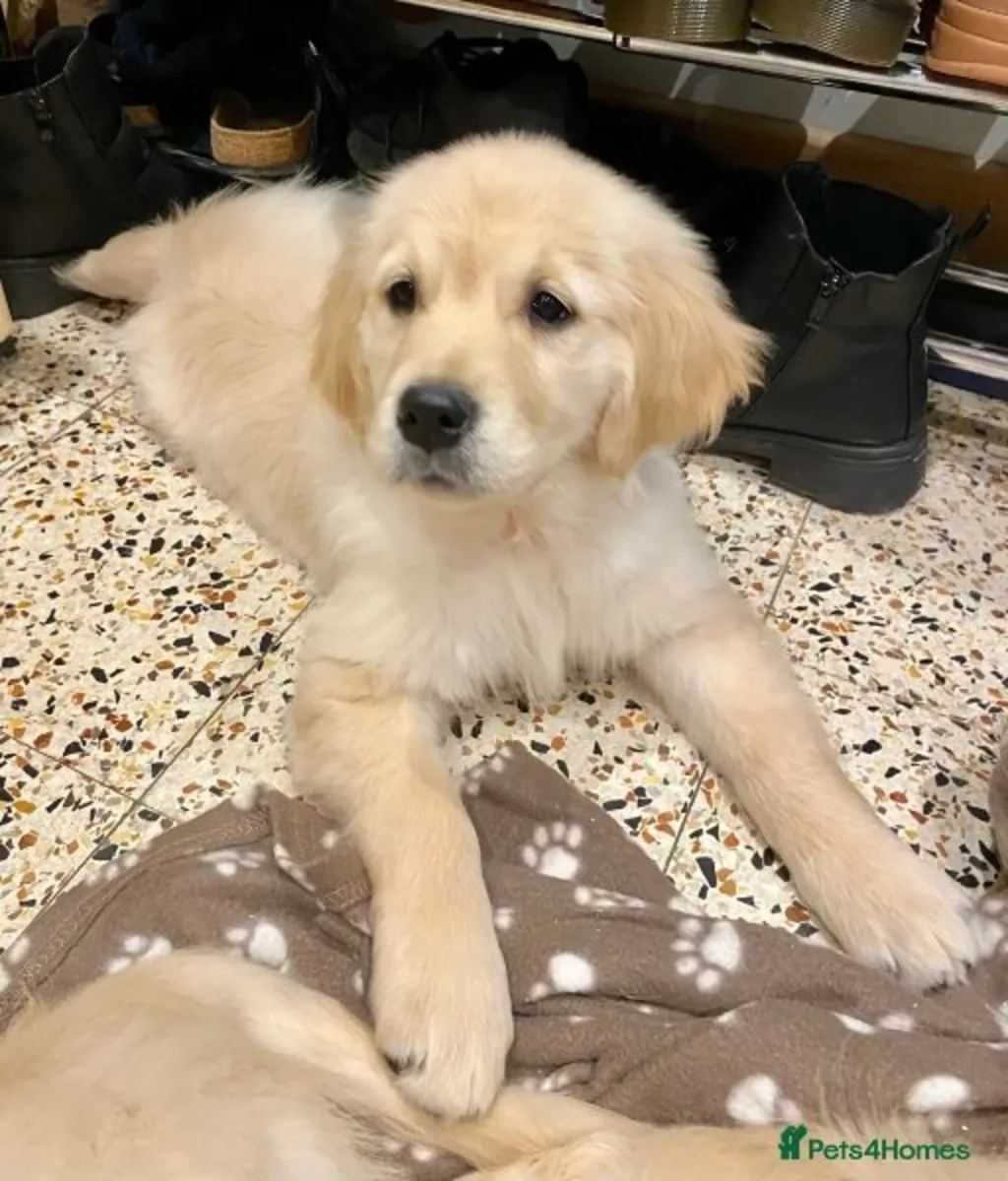 chiots Golden Retriever