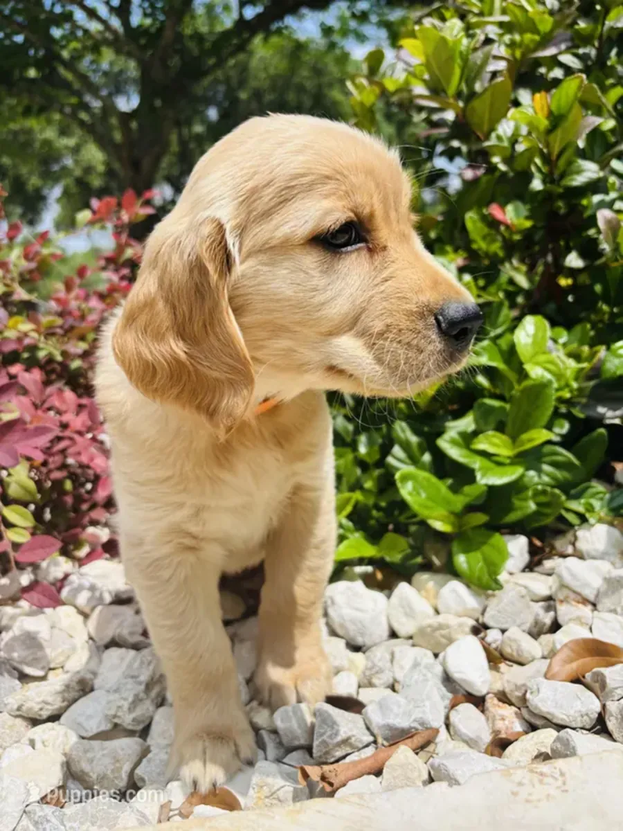 chiots Golden Retriever