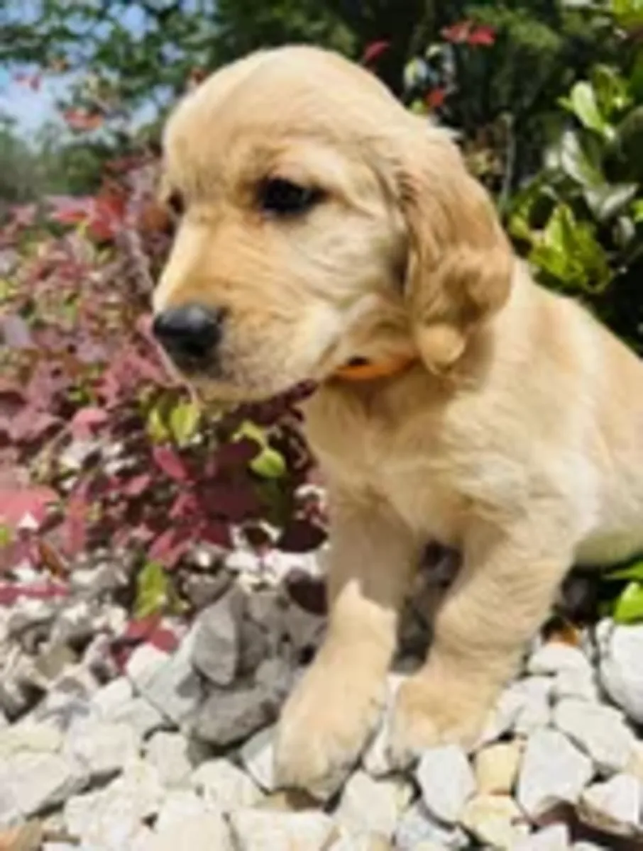 chiots Golden Retriever