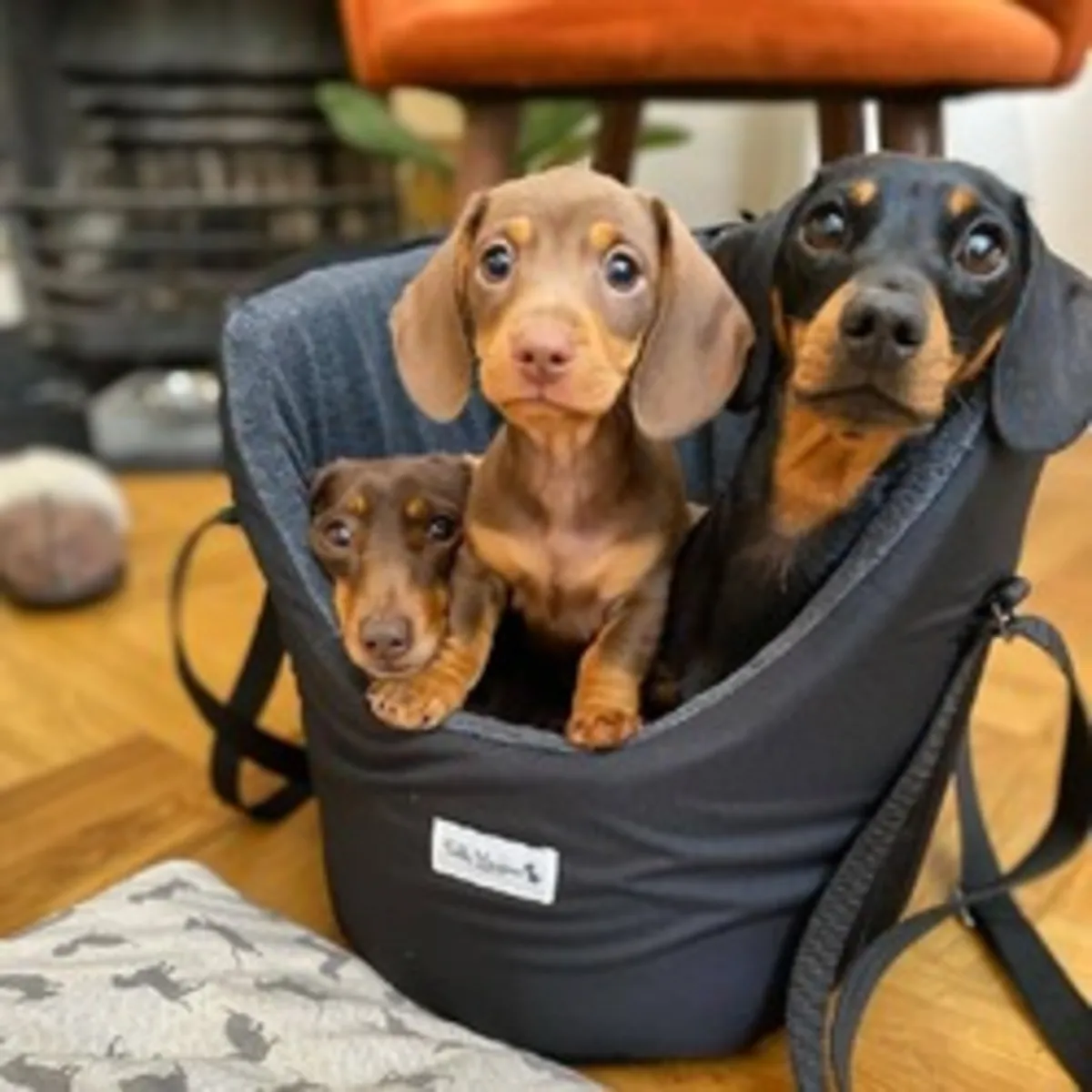 Adorables et affectueux chiots teckels